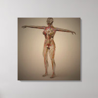 Image Conceptuelle Du Système Nerveux Humain 2