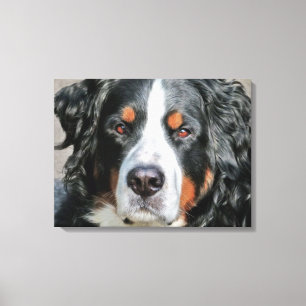 Toile Image de photo de chien de montagne de Bernese