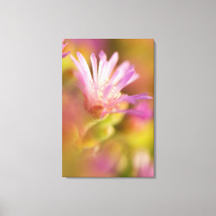 Toile Image diffusée d'une fleur succulente colorée