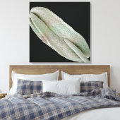 Toile Image d'une anthère au microscope électronique à b (Insitu(Chambre))