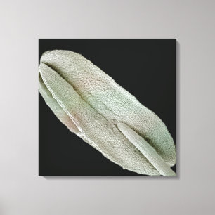 Toile Image d'une anthère au microscope électronique à b