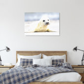 Toile Images Getty | Phoque bébé (Insitu(Chambre))