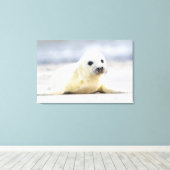 Toile Images Getty | Phoque bébé (Insitu (Plancher de Bois))