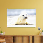 Toile Images Getty | Phoque bébé (Insitu(Salon))