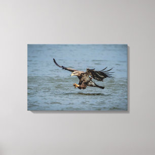 Toile Immature Bald Eagle plongée pour un poisson