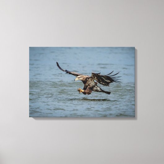 Toile Immature Bald Eagle plongée pour un poisson (Recto)