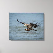 Toile Immature Bald Eagle plongée pour un poisson (Recto)