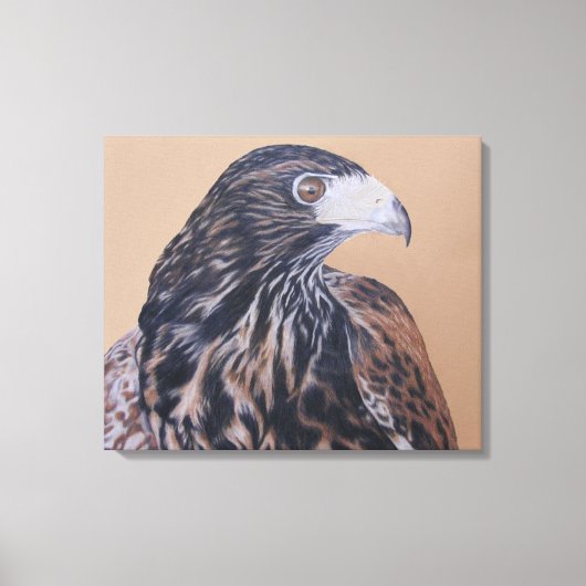 Toile Immature Harris Hawk (Recto)