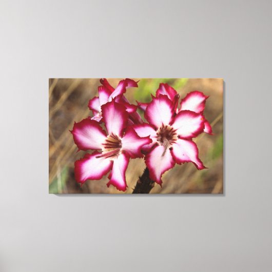 Toile Impala Lily (Adenium Multiflorum), Kruger (Recto)