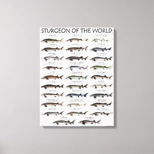 TOILE IMPRIMER CANVAS - STURGEON DU MONDE