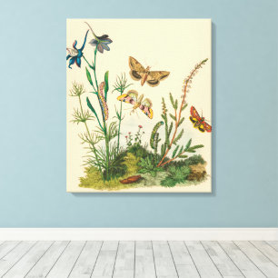 Toile Insectes de jardin vintage, papillons, chenilles