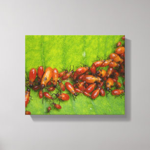 Toile Insectes de Milkweed sur la feuille de Milkweed