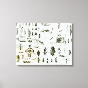 Toile Insectes Entomologiques