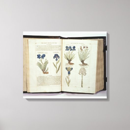 Toile Iris (Recto)