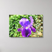 Toile Iris à poils (Recto)