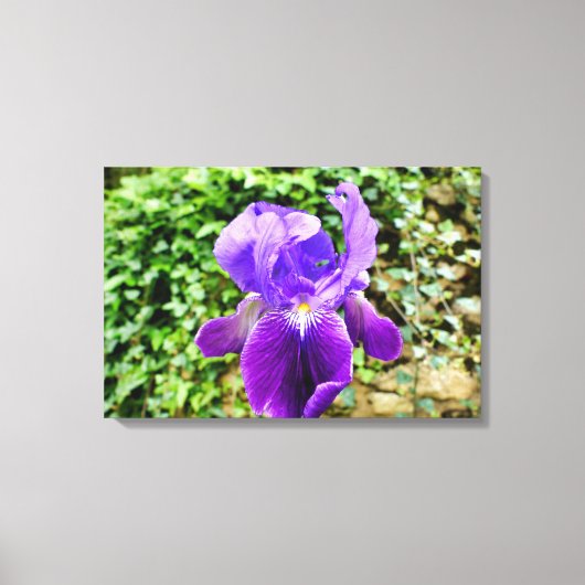 Toile Iris à poils (Recto)