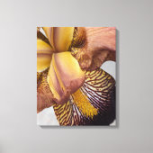 Toile Iris barbu floral jaune et violet (Recto)