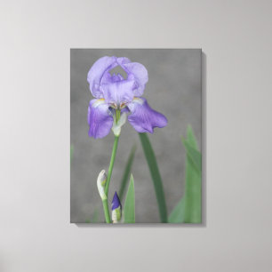 Toile Iris barbu pourpre lilas