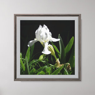 Toile Iris blanc 12" x 12" sur fond noir Photo