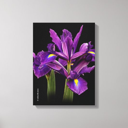 Toile Iris hollandais Purple Sensation (Recto)