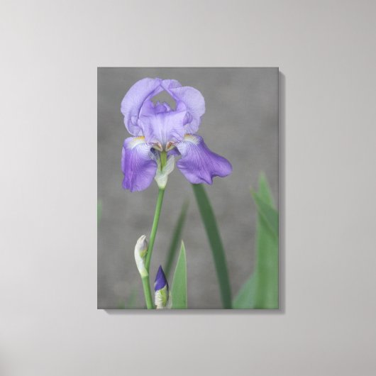 Toile Iris Lilac Violet Porté (Recto)