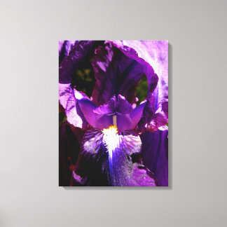 Toile Iris pourpre