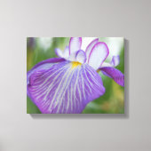 Toile Iris pourpre (Recto)