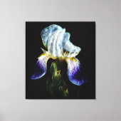Toile Iris pourpre (Recto)