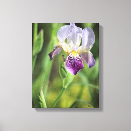 Toile Iris pourpre (Recto)