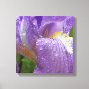 Toile Iris violet photo