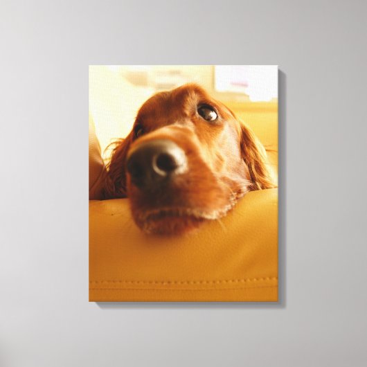 Toile Irish Setter sur canapé (Recto)
