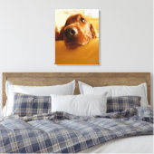 Toile Irish Setter sur canapé (Insitu(Chambre))