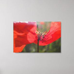 Toile Italie, Toscane, Coquelicots d'été en Toscane Widw