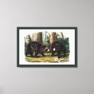 Toile J.W. Audubon - Ursus Americanus (Ours Noir)
