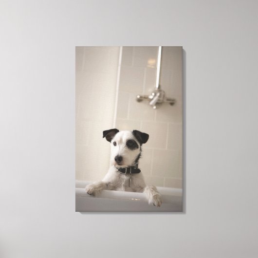 Toile Jack russell terrier. (Recto)