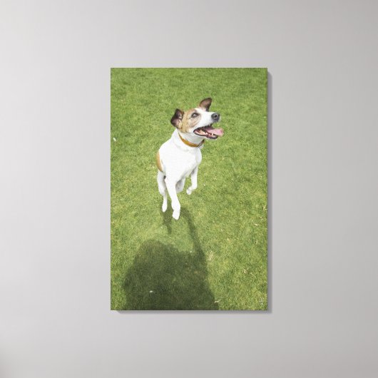 Toile Jack russell terrier saut, vue surélevée (Recto)