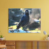 Toile Jackdaw (Insitu(Salon))