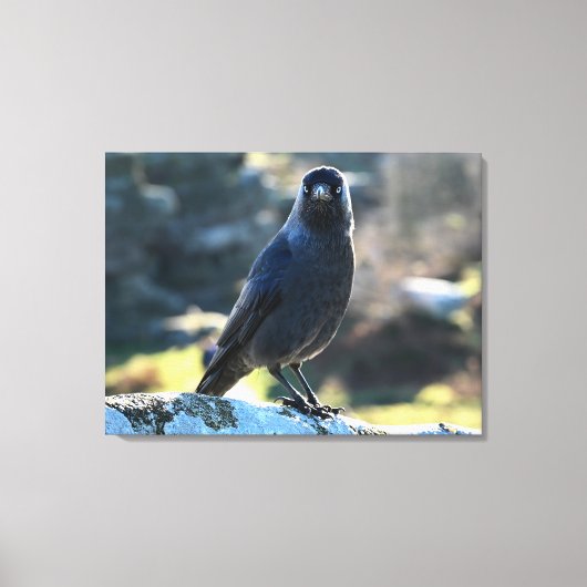 Toile Jackdaw (Recto)