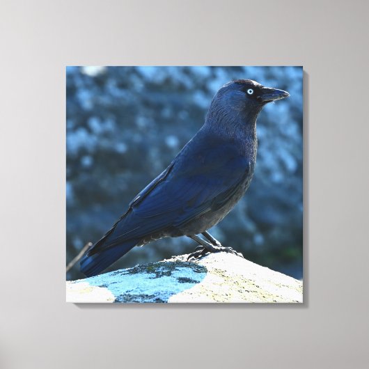 Toile Jackdaw (Recto)