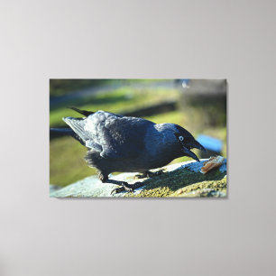 Toile Jackdaw mangeant