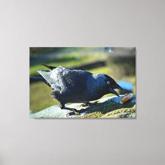 Toile Jackdaw mangeant (Recto)