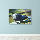 Toile Jackdaw mangeant (Insitu (Plancher de Bois))