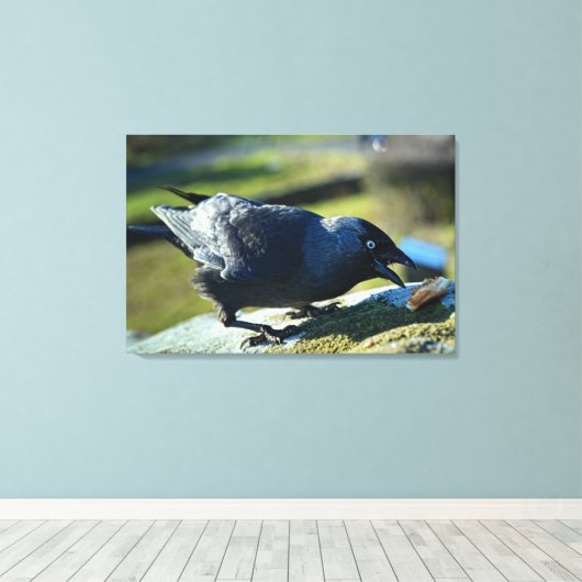 Toile Jackdaw mangeant (Insitu (Plancher de Bois))
