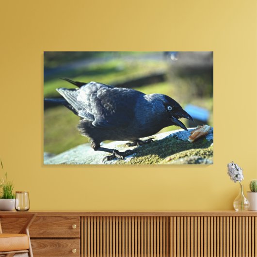 Toile Jackdaw mangeant (Insitu(Salon))