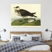 Toile Jager (Pomarine Jaeger) Audubon's Birds of America (Insitu(Chambre))