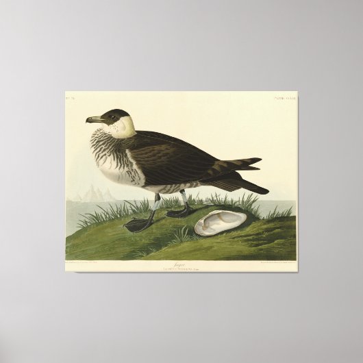 Toile Jager (Pomarine Jaeger) Audubon's Birds of America (Recto)