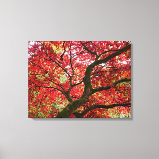 Toile Japanese Maple Canvas Print (Recto)