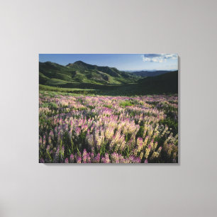 Toile Jarbridge Wilderness and Mountains, Nevada, Spur