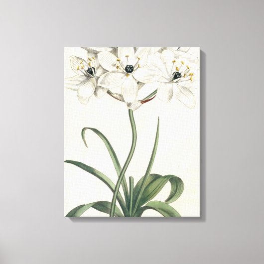 Toile Jardin d'ivoire (Recto)