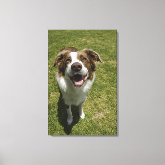 Toile Jardins botaniques, Sydney, Nouvelle-Galles du Sud (Recto)